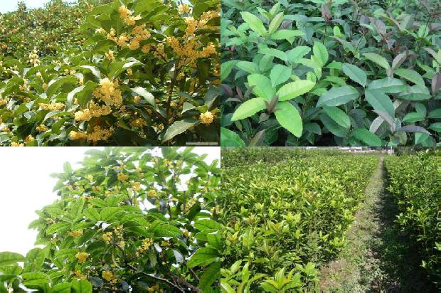 桂花树价格6公分多少钱一棵呢1690072918433