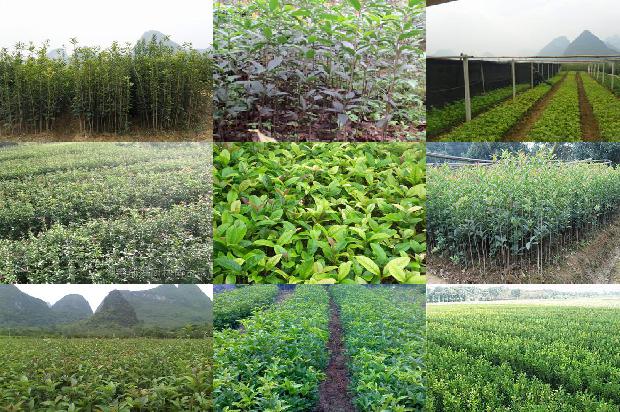 30年桂花树价格多少一棵1689726886304