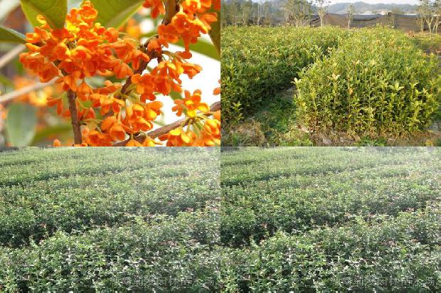 5公分的桂花多少钱一棵1677287452470