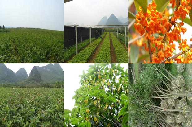 桂花的养植方法1677288187866
