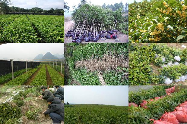 桂花泡茶是凉性还是热性1689035324695