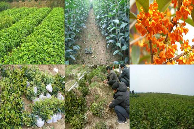 桂花树属于楠木吗还是树木1688434731140