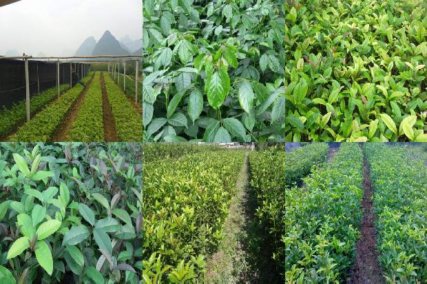 桂花为什么要用红土种植1677370367140