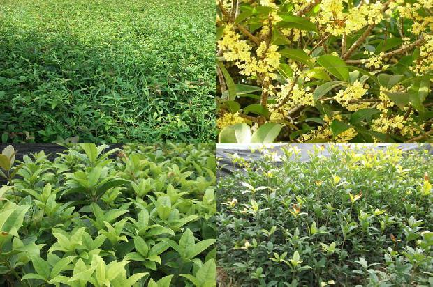 干桂花做桂花蜜1677370527164