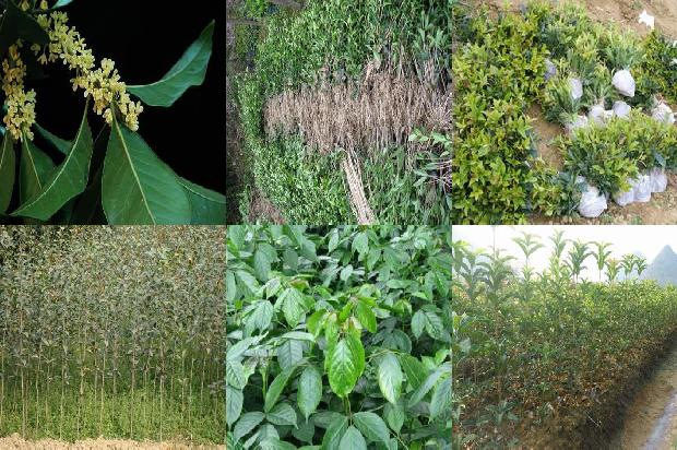 桂花红茶用什么红茶1677370880181