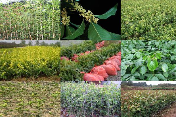 桂花红茶用什么红茶1677370880202