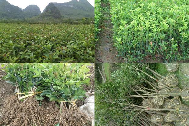 桂花红茶用什么红茶1677370880209