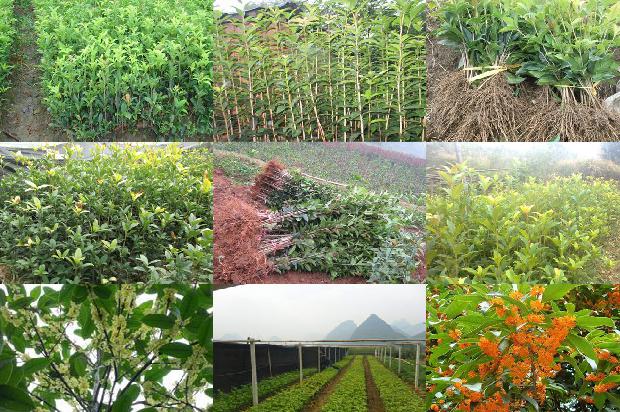 桂花红茶用什么红茶1677370880215