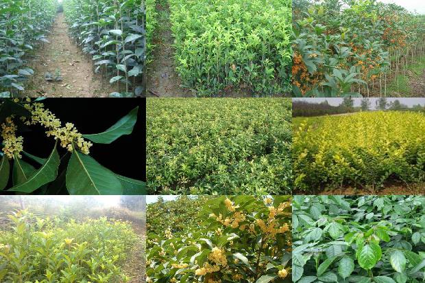 桂花的雄蕊数量1677371892482