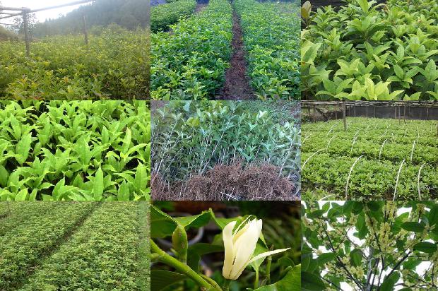 桂花的移植时间1677374508091
