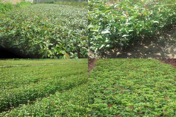 便秘可以喝桂花乌龙茶吗1689576149283