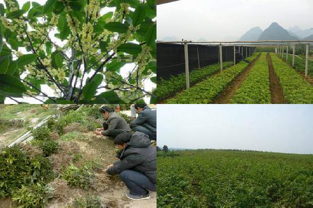 桂花树行情最新消息新闻1690245711409