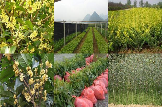 桂花袋泡乌龙茶1677375055021