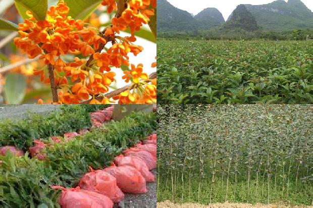 桂花的高度1677456523244