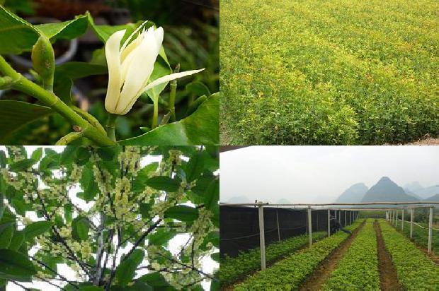 干桂花什么地方有卖1677457862049