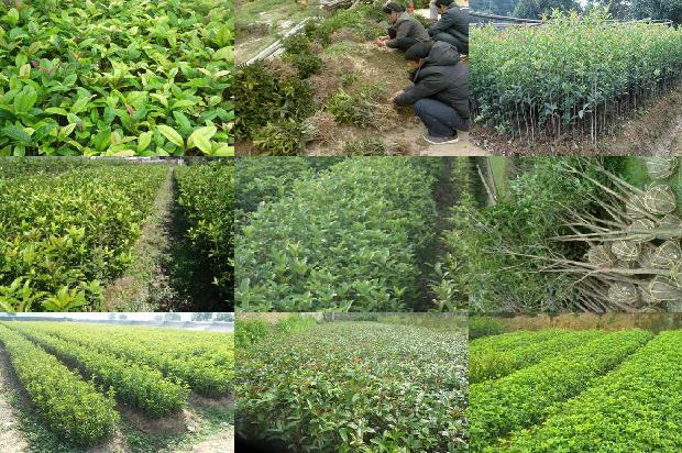 干桂花哪里有卖的1677458200978
