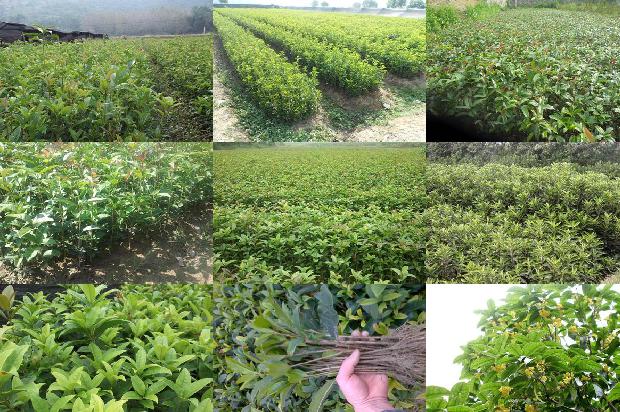 荆州桂花树1690158509654