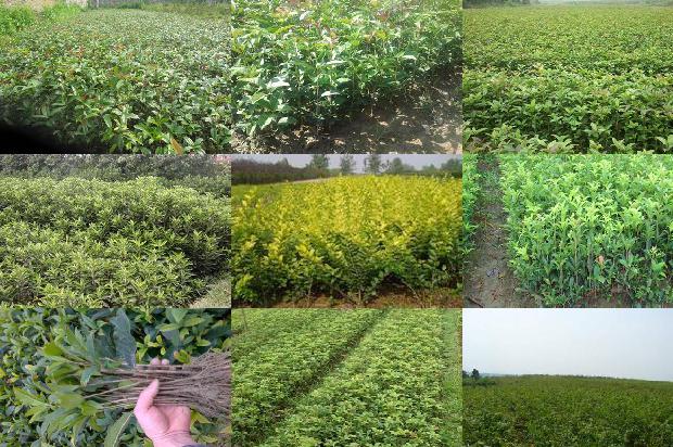 公丁香桂花茶的功效1677458873742