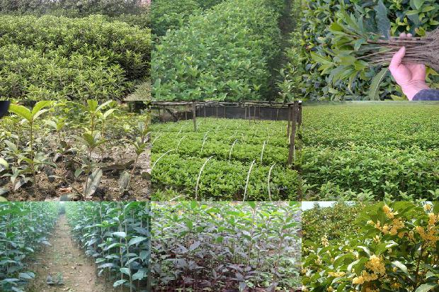 桂花茶叶有什么功效和作用1677459275786