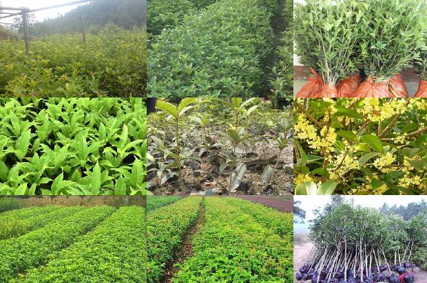 桂花枸杞泡茶的功效1689313341026