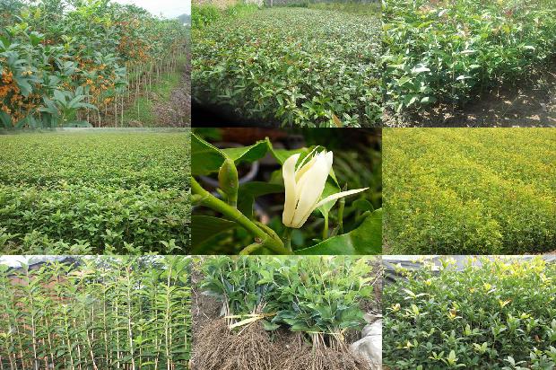 黑枸杞桂花茶的功效1689381669683