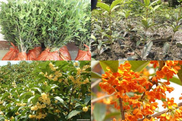 桂花树木料怎么样1688436918909