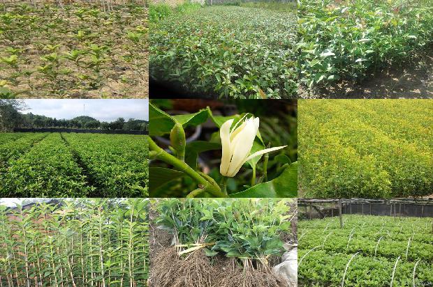 野生桂花树几月开花1690591348371