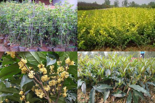 桂花树苗圃价格多少1689640451516