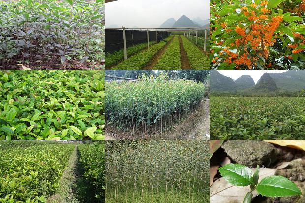 桂花膏1677460933347