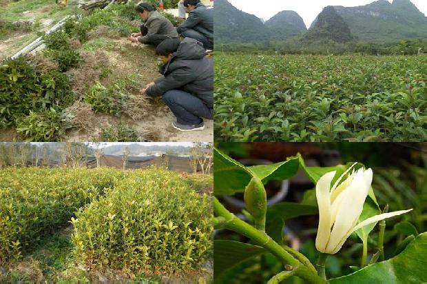 桂花树价格6公分多少钱一株1689837587621