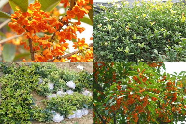 带果实的桂花树开花时间1688430287446