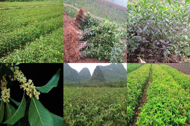 泡桂花茶有什么功效和禁忌1689381195690