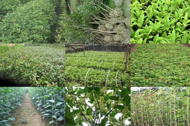 批发桂花树苗价格多少钱1690072396898
