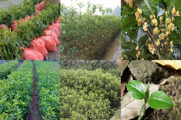 桂花和陈皮可以泡茶吗1689467565308