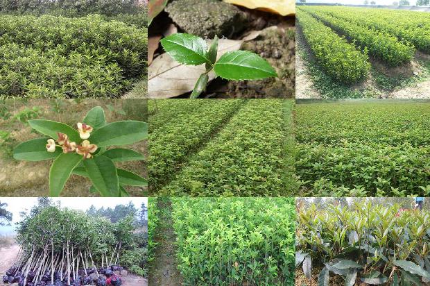 桂花茶上火吗?1689467784290