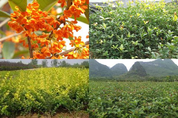 桂花的样子1677545701457