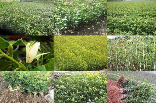 桂花和红茶一起泡吗1689466610806