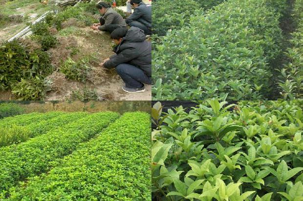 八月桂花的管理1677630542440