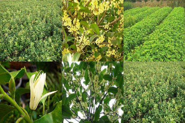 桂花红茶多少钱一斤瓷罐装1689034883746