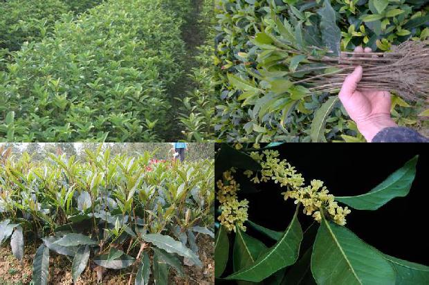 干桂花怎样泡制1677633163707