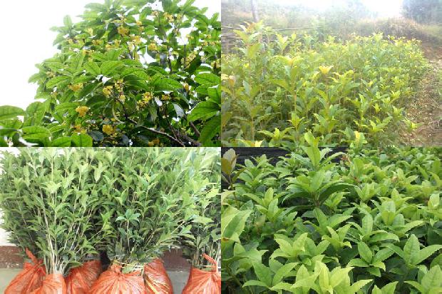 干桂花是中药吗1677633235409