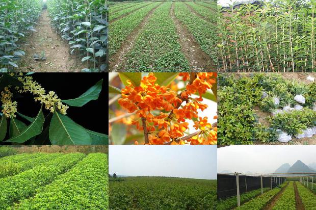 桂花茶干桂花1677633682093