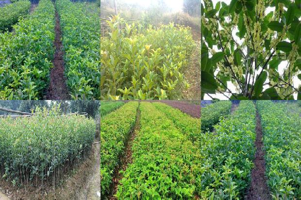 桂花刚摘的可以泡茶喝吗有毒吗1689577185048