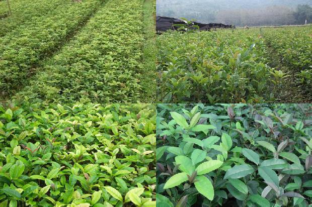 桂花乌龙茶怎么泡最好喝1689467135346