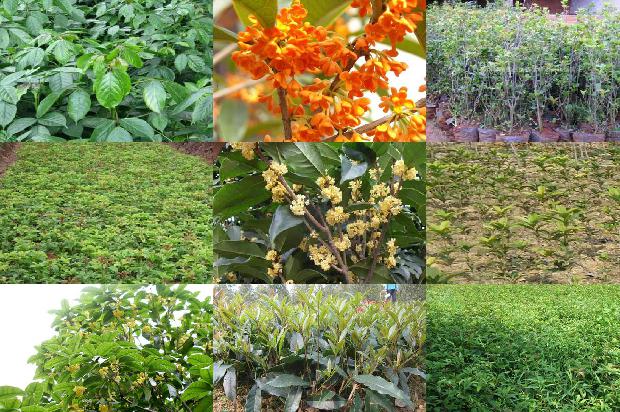 干桂花怎么做糖桂花1677634157386