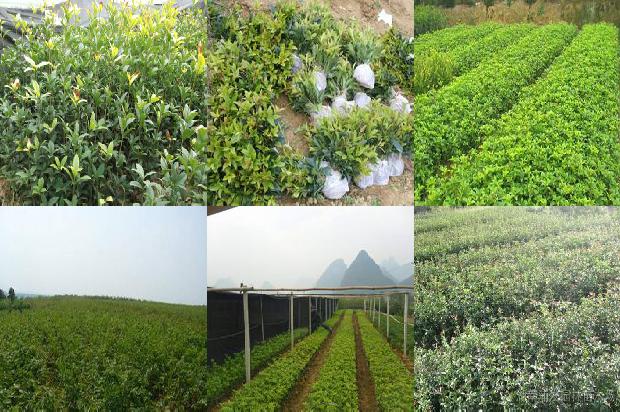 喝桂花茶的功效1677634209462