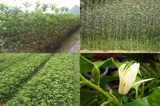 桂花茶的好处1677634489556