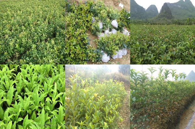 桂花乌龙茶上火还是降火效果好点1689467770621