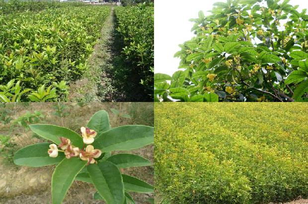 桂花树是嫁接的好是原种植的好1690159048112