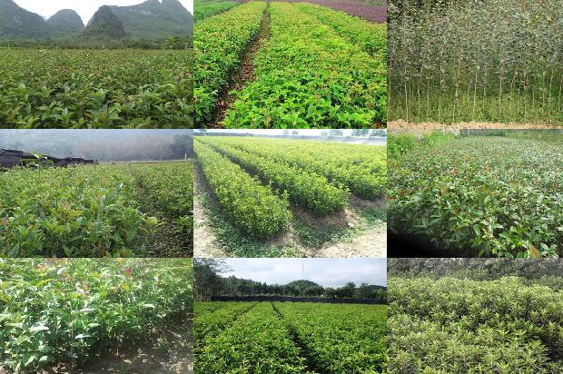 20公分的桂花树价格多少钱一棵呀1690071839910